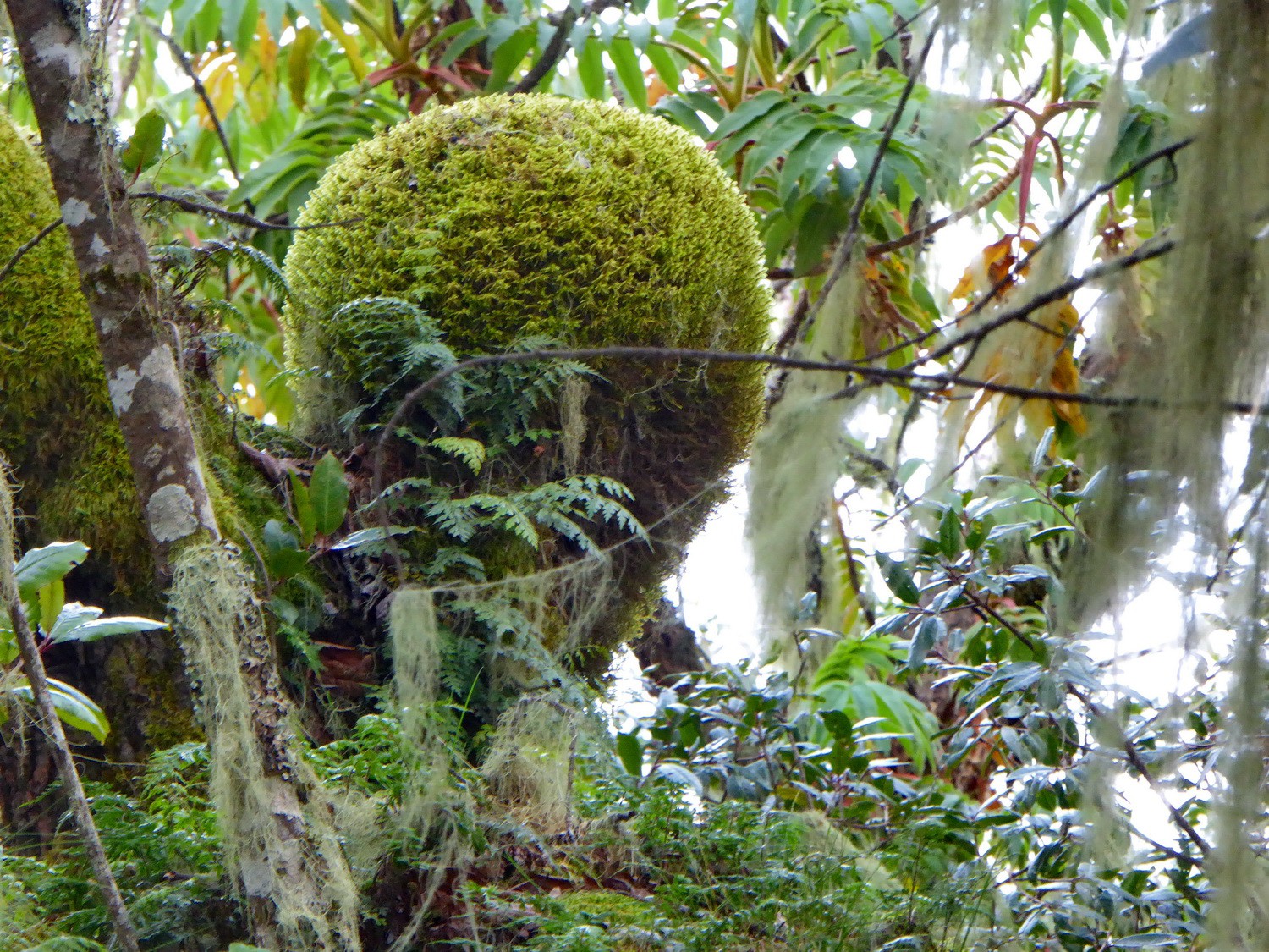 Plants in the rain forest